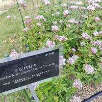 フジバカマ,秋の七草,東山植物園,日曜日は日本を感じる和の花の画像