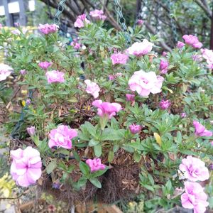 カリブラコア,葉挿しっ子,私の癒し,お花のある暮らし,自然派の画像