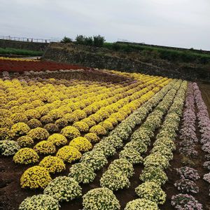 ざる菊,ドーム 菊,ドーム 菊,富士山周辺,日曜ビタミンカラー♪の画像