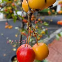 リンゴ,公園,花のある暮らし,今日のお花,植物大好きの画像