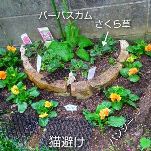 バーバスカム,パンジーフリル咲き,地植え,花のある暮らし,小さい花壇の画像