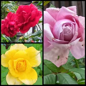 薔薇あおい,鉢植え,地植え,花のある暮らし,小さい花壇の画像