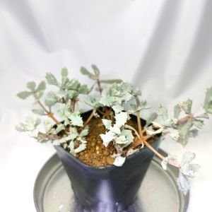 琴爪菊,Oscularia,多肉植物,メセン,実生の画像