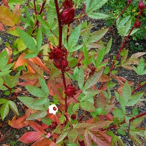 ハイビスカスローゼル,ハイビスカスローゼル,鉢植え,小さな庭の画像