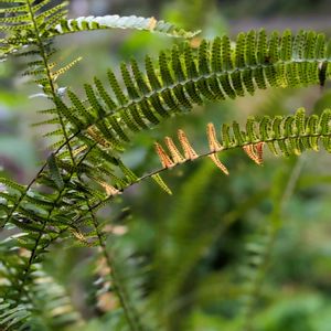 山野草,スマホ撮影,お出かけ先,畑の画像