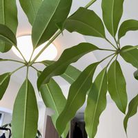 シェフレラ,ツピタンサス,シェフレラ ツピダンサス,観葉植物,植物の画像