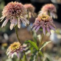 エキナセア,エキナセア チェリーフラフ,耐寒性宿根草,北海道,地植え雪の下越冬の画像