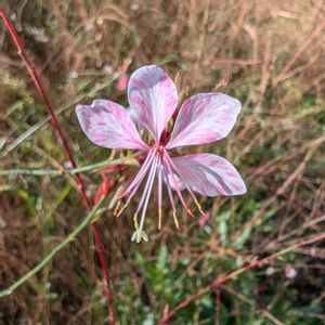 ガウラ,白蝶草(はくちょうそう)  ガウラ,畑の画像