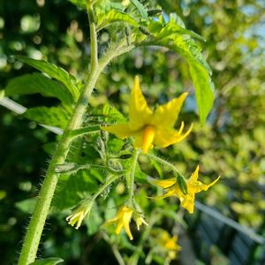 プチトマト,プチトマト,プチトマトの花,可愛いお花,癒やしの画像