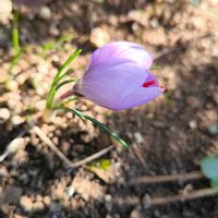 サフラン,ガーデニング,ボタニカルライフ,お庭の植物,花のある暮らしの画像