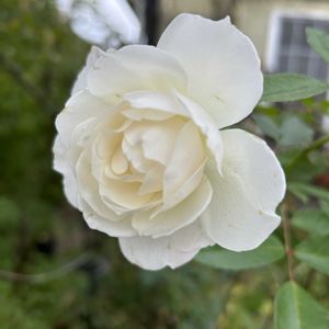 シェードガーデン,放置栽培,清楚な花,ばら バラ 薔薇,ずぼらガーデナーの画像