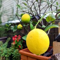 オリーブ,レモン,果実,季節の花,花のある暮らしの画像