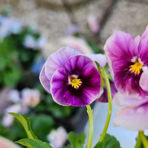 花夢園芸 オリジナルビオラ,鉢植え,プランター,ガーデニング初心者,園芸初心者の画像