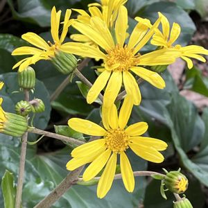 ツワブキ(石蕗),地植え,花のある暮らし,強い子,綺麗な色の画像