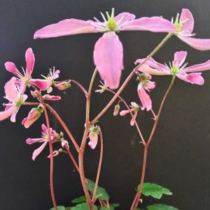 アザレア,大文字草,鉢植え,花のある暮らし♡,風除室の画像