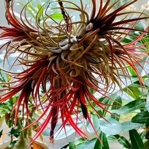 チランジア　イオナンタ,Thillandsia ionantha.,イオナンタ　シードポット,イオナンタ　シードポット,チランジア属の画像