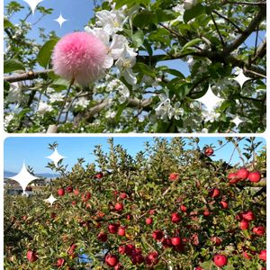 リンゴ,収穫,今日のお花,お楽しみの画像