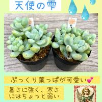 天使の雫,多肉植物,聖蹟桜ヶ丘,ちまちま屋販売品,多肉植物ちまちま屋の画像