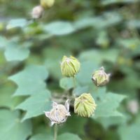 フヨウ,酔芙蓉,お散歩,花のある暮らし,癒しのひと時の画像