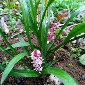 キチジョウソウ(吉祥草),キチジョウソウ(吉祥草),我が家の花壇,花のある暮らし,我が家のお花達❣️の画像