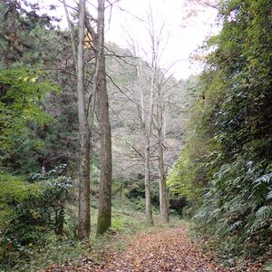 カツラ,山歩き,高尾山,チーム高尾山,樹木観察の画像