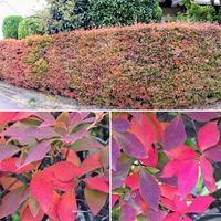 ドウダンツツジ,ドウダンツツジ,ツワブキの花,花梨の実,花梨の実の画像