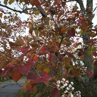 カエデ,ナンキンハゼ,紅葉（こうよう）,秋の風景,落ち葉の画像