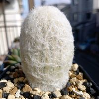 サボテン,多肉植物,ベランダの画像