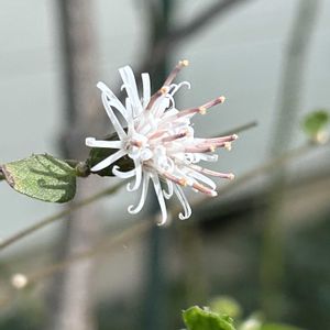 コウヤボウキ,鉢植え,山野草,シェードガーデン,放置栽培の画像