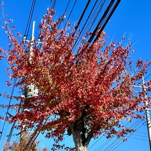 紅葉,紅葉（こうよう）,岐阜県,多肉男子,水戸市の画像