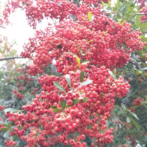 ピラカンサ,トキワサンザシ,常磐山査子,雑草,山野草の画像