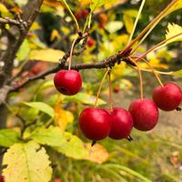 ヒメリンゴ,花のある暮らし,緑のある暮らし,秋の一日,庭の画像