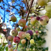 ヒメリンゴ,リンゴ,ご近所,小さな花壇,青空の画像