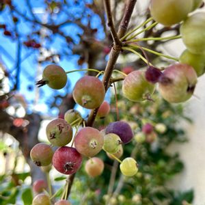 ヒメリンゴ,リンゴ,ご近所,小さな花壇,青空の画像