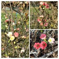 ボケ,ボケの花,日光だいや川公園,散歩中,素敵✨✨✨の画像