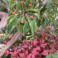 オタフクナンテン,ソヨゴ,ドライフラワー。,カフェ✨,花壇の画像