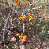 ツルウメモドキ,ツルウメモドキの実♪,日光だいや川公園,散歩中,可愛らしいの画像