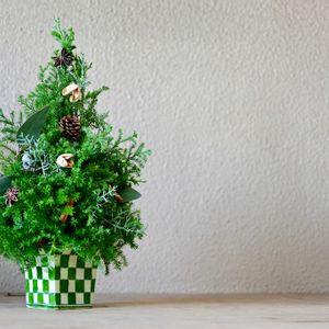 薩摩杉,今日の一枚,花のある暮らし,緑のある暮らし,クリスマスツリーの画像