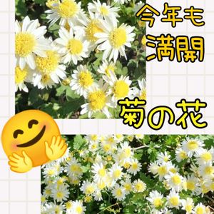 リトープス,多肉植物,我が家の花壇,癒し,心ほっこりの画像