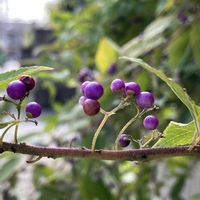 ムラサキシキブ,こんな風景が好きの画像