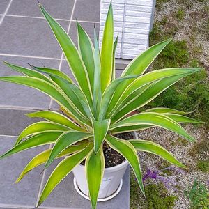 多肉植物,観葉植物,鉢植え,ガーデニング,おうち園芸の画像