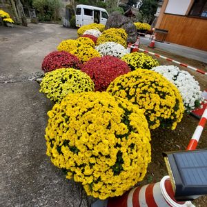 ツワブキ,ざる菊,ざる菊,ざる菊,菊の花♡の画像