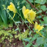 リナリア,黄色の花,日曜ビタミンカラー♪の画像