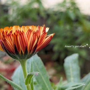 カレンデュラ・コーヒークリーム,カレンデュラ,鉢植え,アンティークカラー,ベインの画像