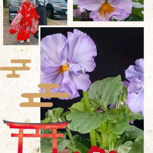 鉢植え,花のある暮らし,可愛いお花,温泉県大分♨️,チーム大分の画像