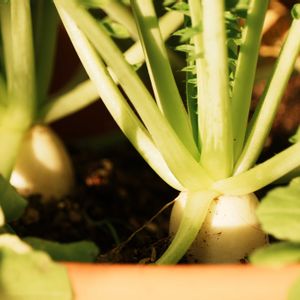 大根,プランター野菜,自己流,自家製野菜,家庭菜園の画像