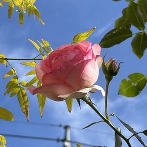 シェードガーデン,繋がりに感謝✨,ばら バラ 薔薇,がんに負けるな！,日曜日はバラよ❤️の画像