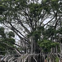 ガジュマル,公園,観葉植物,台湾,初秋の画像