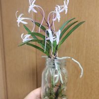 富貴蘭,フウラン,風蘭,風蘭 朱天王,観葉植物の画像