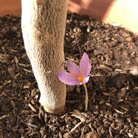 クロッカス,山野草,花のある生活の画像